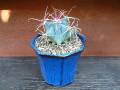 Cactus bluepot